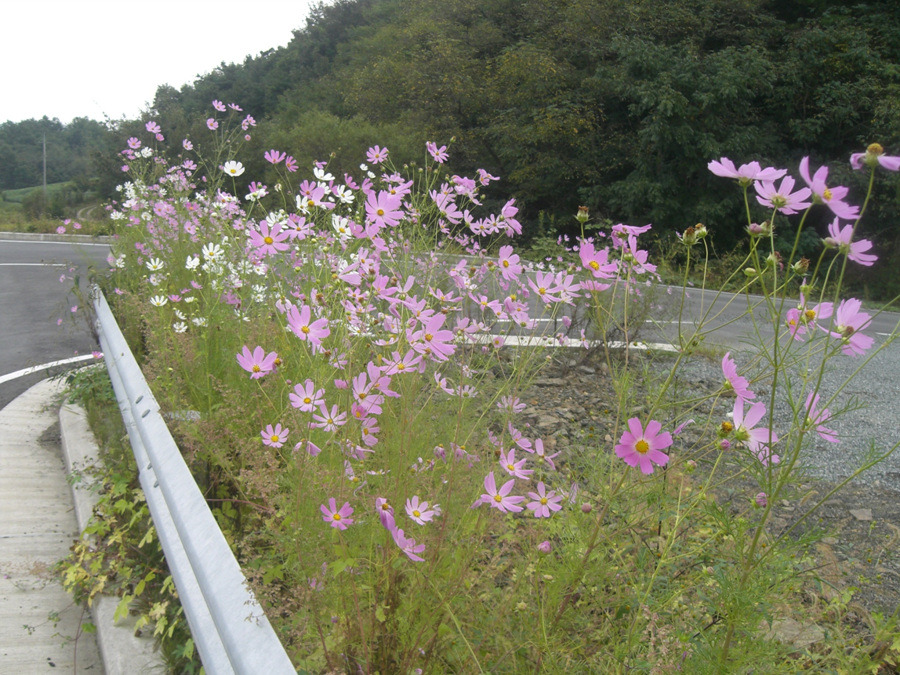 서오리 이미지
