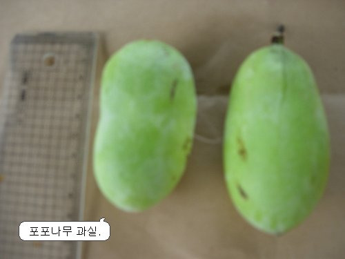 포포나무 이미지