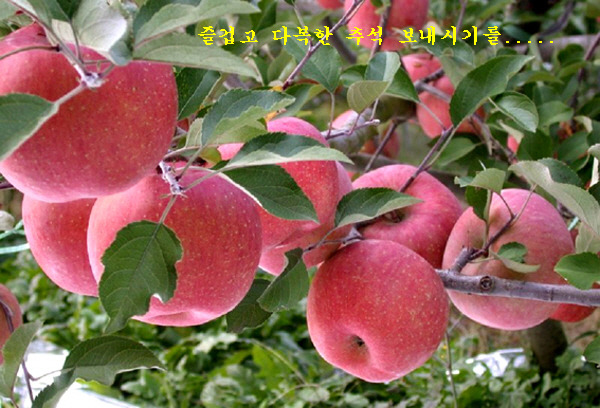 오시게 이미지
