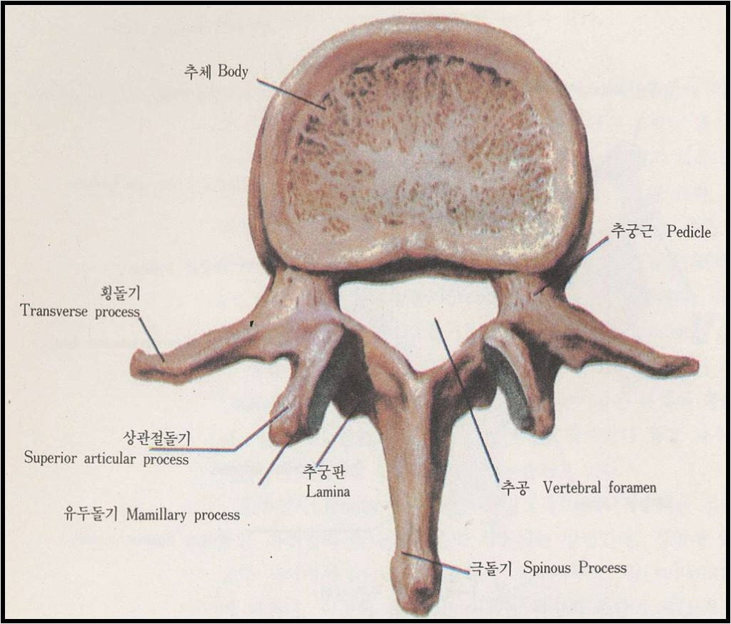 그린카이로프랙틱 이미지