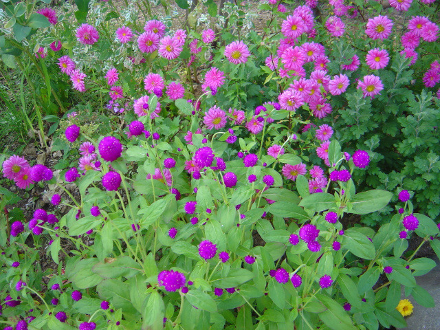 �̹����� Ŭ���ϸ� ������ ���� �� �ֽ��ϴ�.