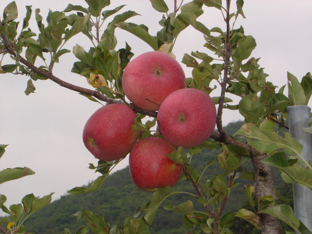 �̹����� Ŭ���ϸ� ������ ���� �� �ֽ��ϴ�.