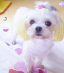 몽실이 이미지